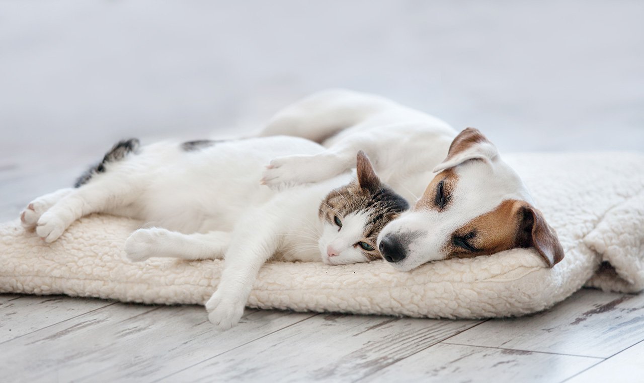 Cat-and-dog-sleeping